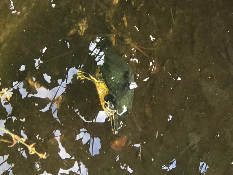 Roodwangschildpad — foto 3 van 3