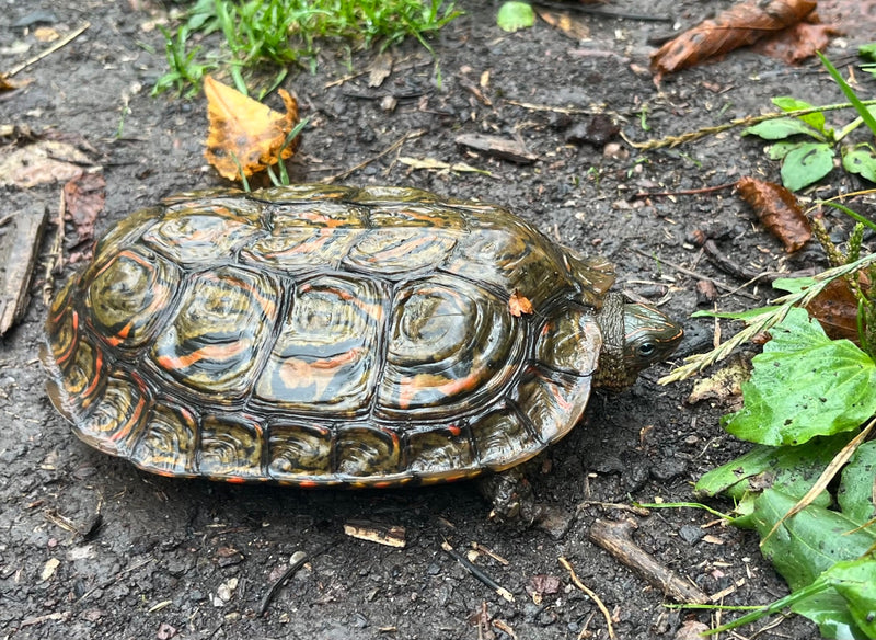 Roodwangschildpad — foto 2 van 3