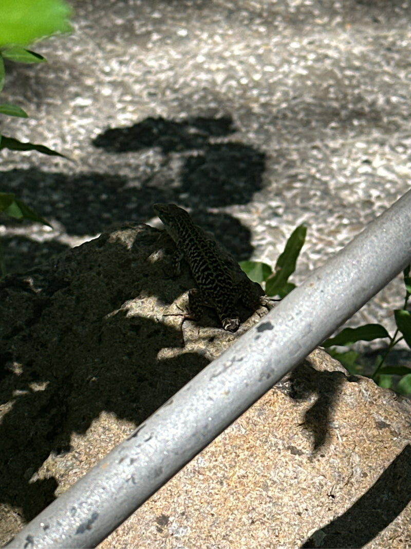 Ruineneidechse — foto 2 van 3