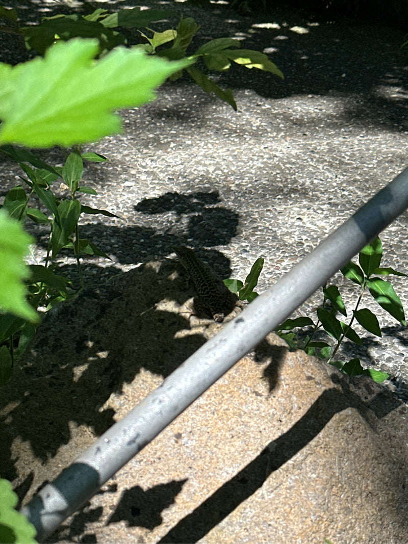 Ruineneidechse — foto 1 van 3