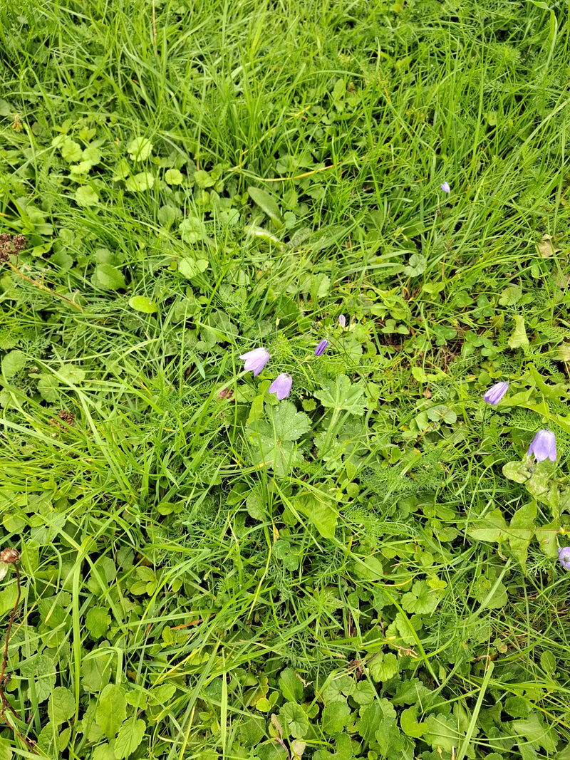 Delicate paarse klokjesbloemen steken boven een dichte weide met groen gras en lage kruiden uit. Het perspectief toont de planten van boven in hun natuurlijk...