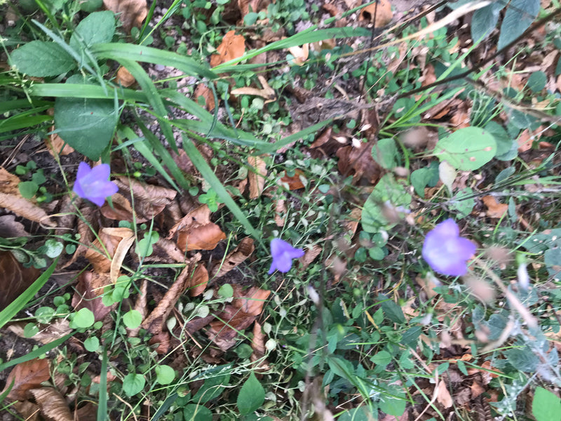 Verschillende paarse klokjesbloemen groeien en bloeien op de bosbodem tussen bladeren en gras.