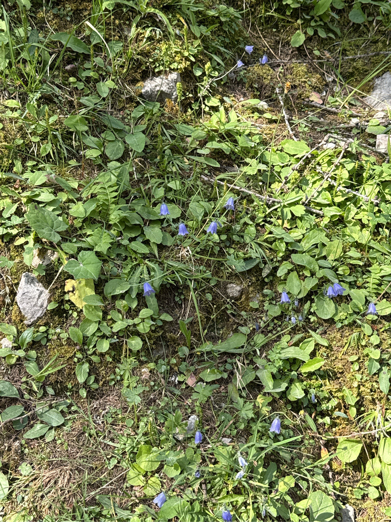 Verschillende delicate, blauw-paarse bloemen van het grasklokje groeien verspreid over een begroeide bodem.