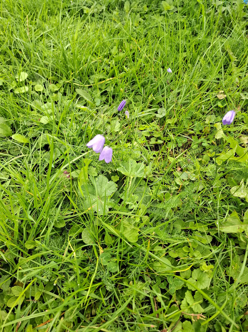 Meerdere delicate paarse klokjesbloemen bloeien in de weiland tussen hoog gras en wilde kruiden. De kenmerkende bloemen hangen licht naar beneden.