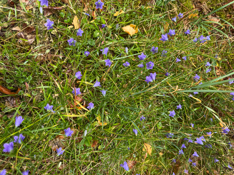 Talrijke blauwpaarse bloemen van het grasklokje groeien te midden van vochtig gras met enkele herfstbladeren.