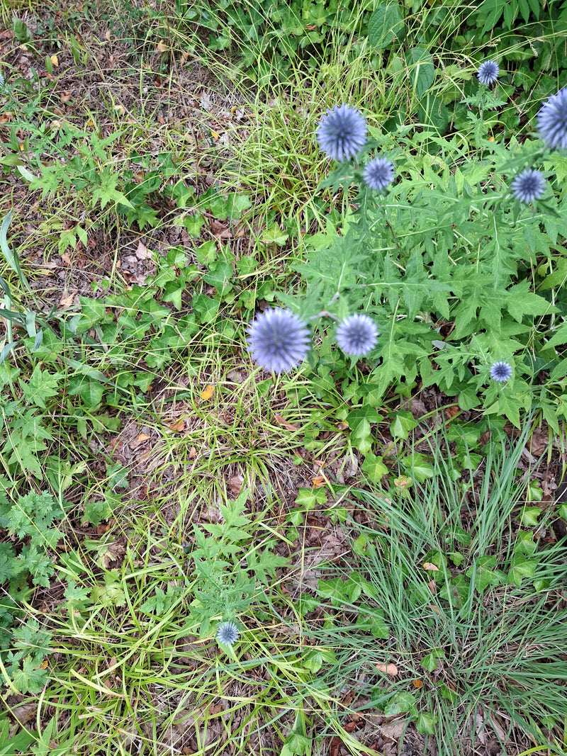 Bol distel — Bild 1