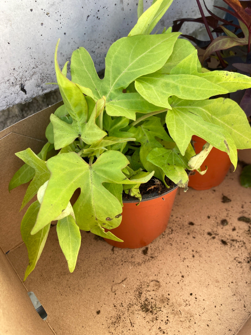 Zoete aardappel 'Marguerite' — Bild 1