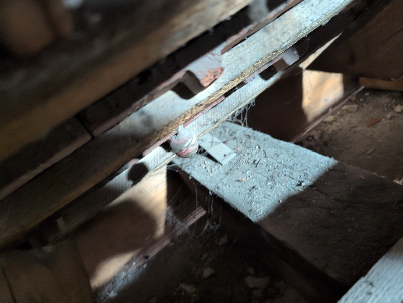 Saksische wesp — Bild 4