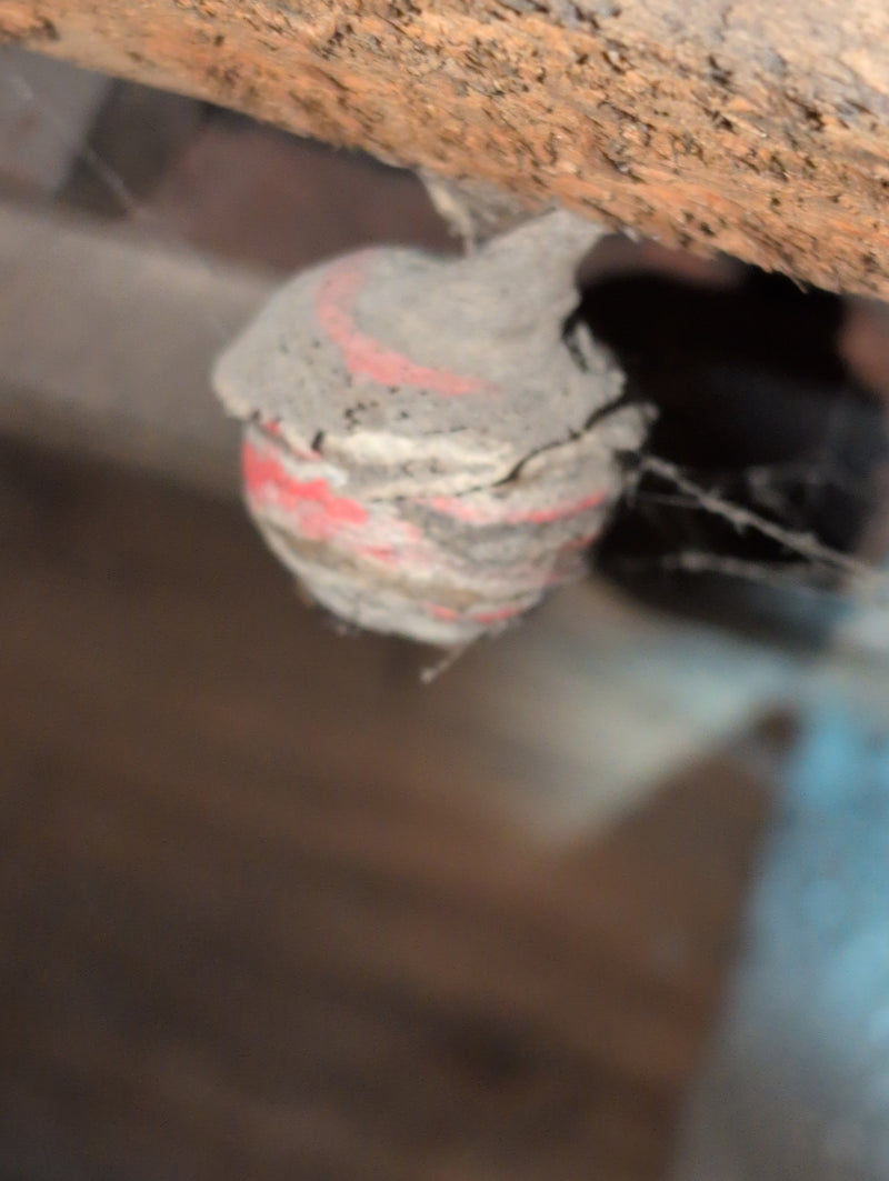 Saksische wesp — Bild 3