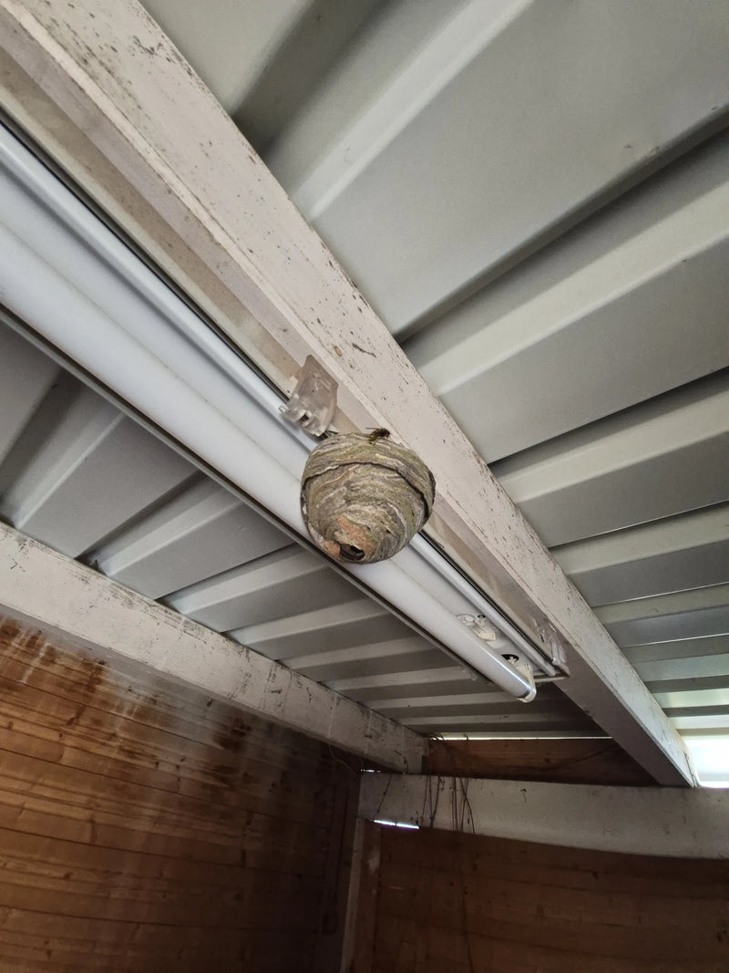 Het typische papierachtige nest van een Saksische wespen is te zien, bevestigd aan een plafondstructuur. Een werkster bevindt zich op het nest.