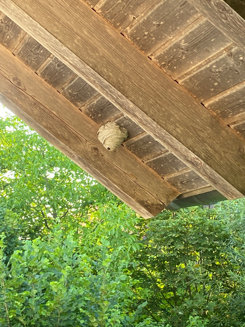 Een papieren wespennest hangt onder een houten dakconstructie. Op de achtergrond is weelderig groen loof te zien.