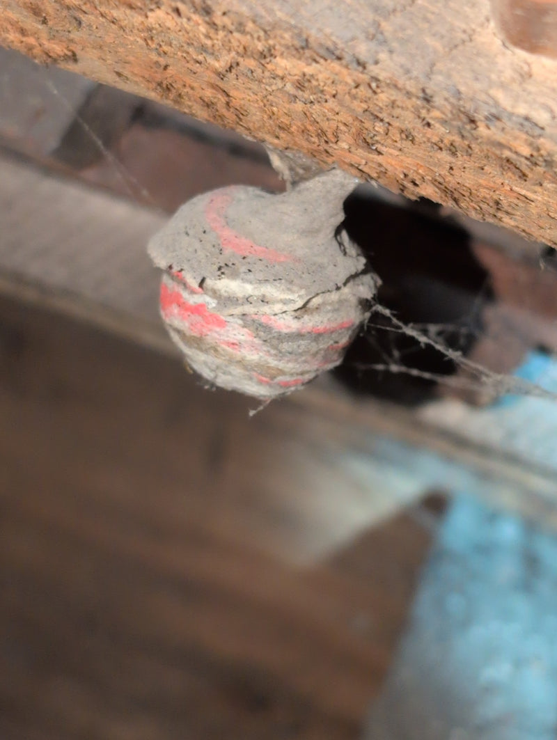 Saksische wesp — Bild 1