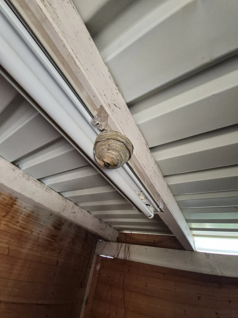 Het nest van de Saksische wesp is zichtbaar, bevestigd onder een plafondlamp in een gebouw. Een wesp is op het nest te zien.