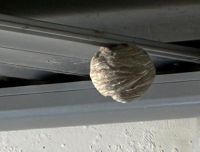 Het typische grijze, bolvormige nest van een Saksische wespensoort is te zien. Het hangt beschermd onder een metalen constructie.