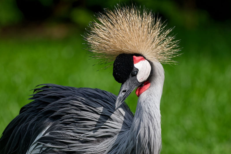 Zuid-Afrikaanse gekroonde kraanvogel — Bild 1