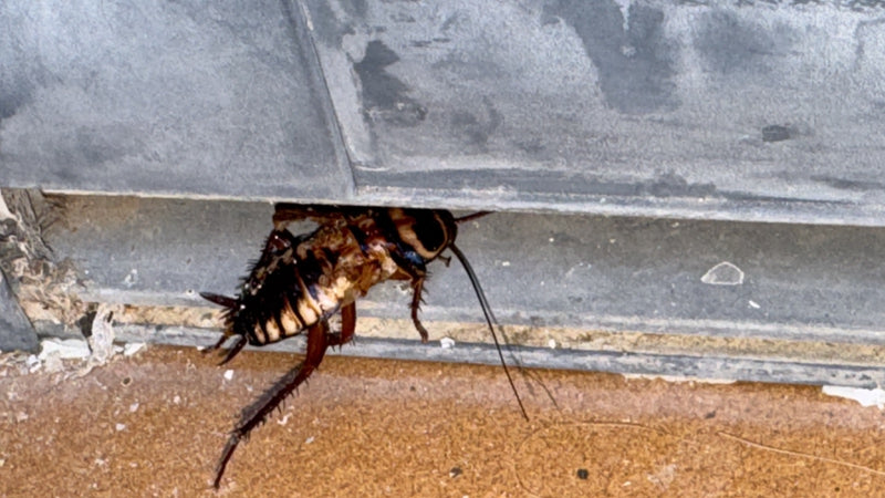 Australische kakkerlak — Bild 1