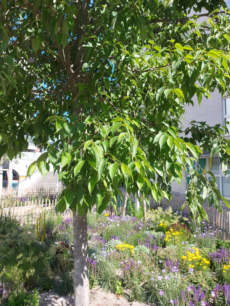 Zuidelijke hackberry — Bild 1