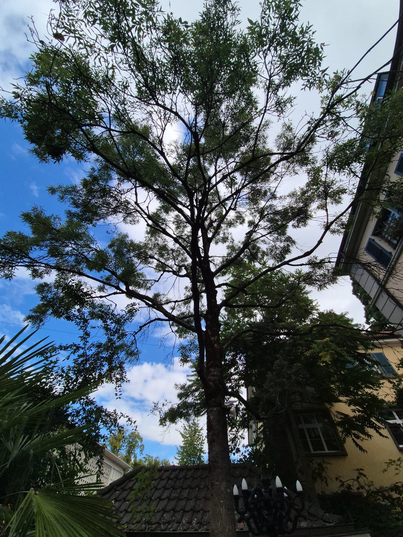 Een volwassen zuidelijke netelboom is te zien met een dichte kroon tegen een stedelijke achtergrond. De opname toont de boom van onder naar boven voor een be...