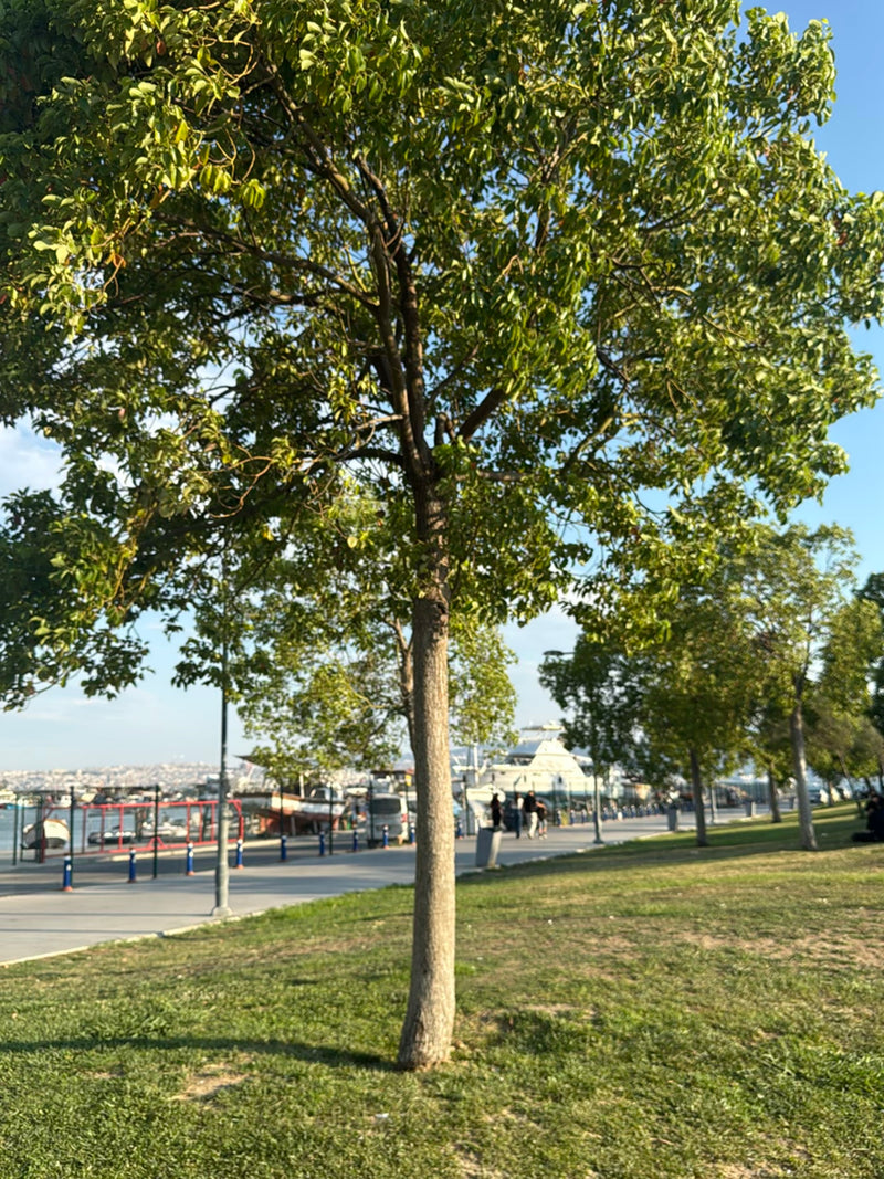De afbeelding toont een middelgrote zuidelijke netelboom met een gladde schors op een gazon. Op de achtergrond is een waterkantpromenade te zien.