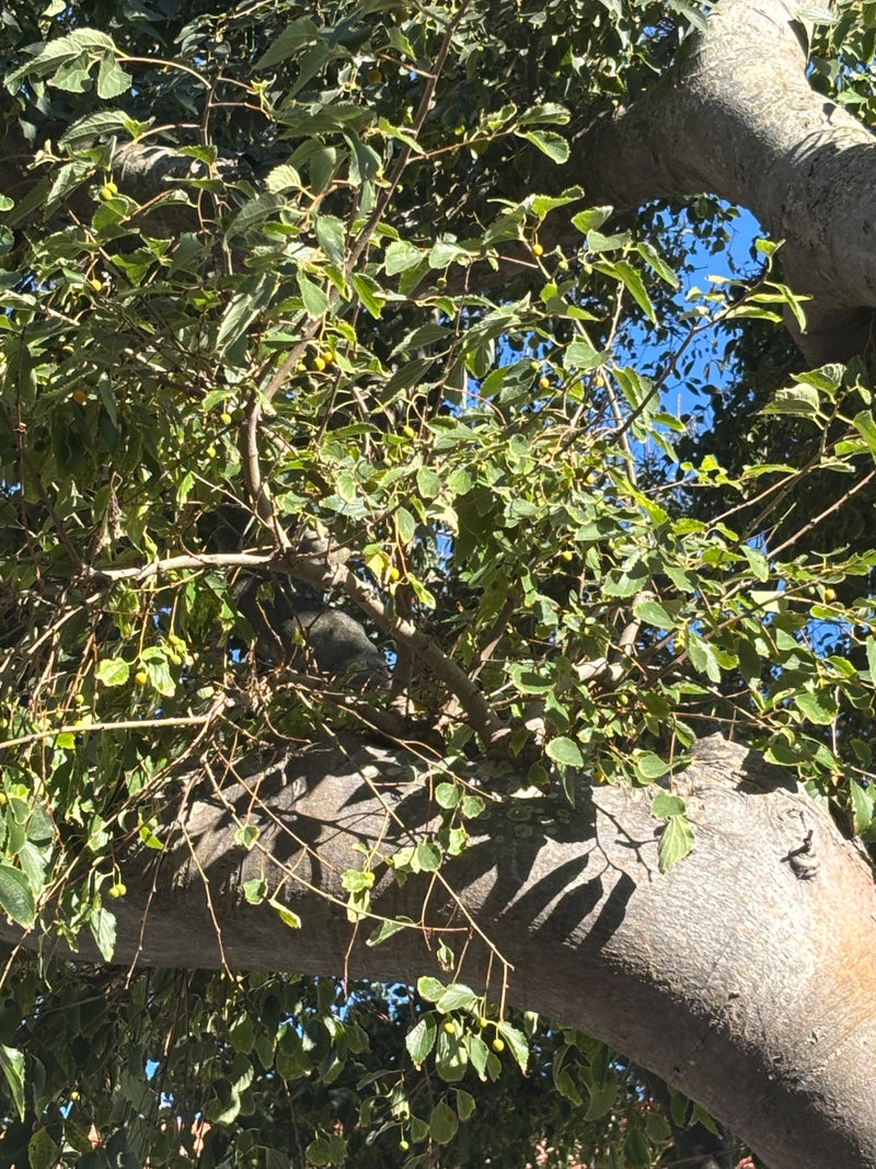 De foto toont de dichte kroon van de netelboom met talrijke groene bladeren en kleine gelige vruchten. Sterke takken zijn zichtbaar tegen een blauwe hemel.