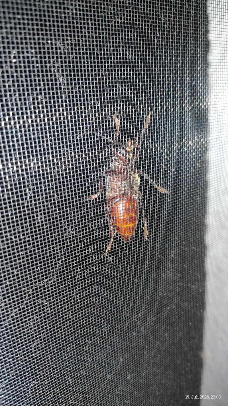 zaagbok — foto 1 van 18