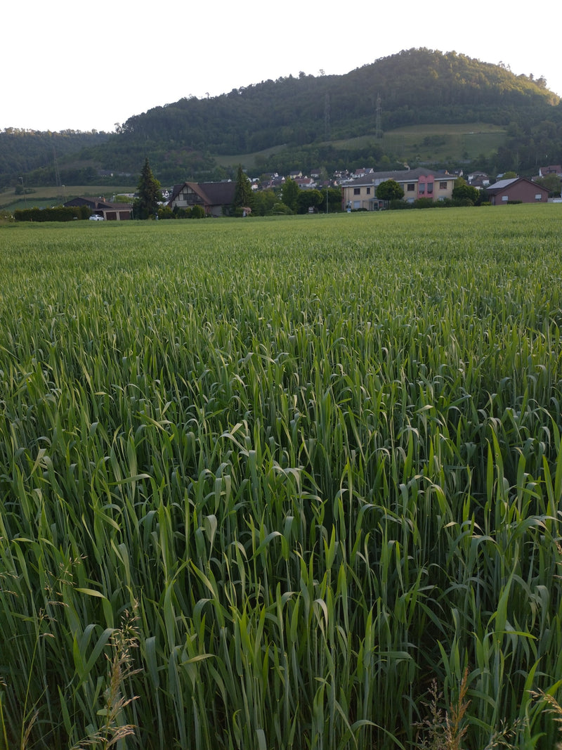 Zaad tarwe — Bild 3