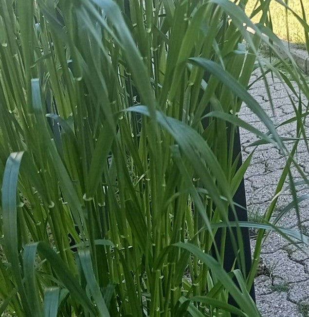 Zaad tarwe — Bild 1