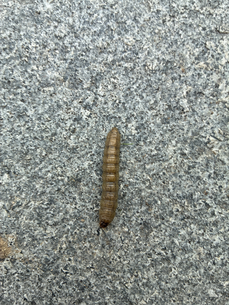 Zaaduil (geslacht Agrotis) — foto 1 van 1