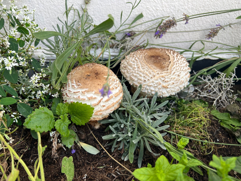 Saffraan paraplu — Bild 1