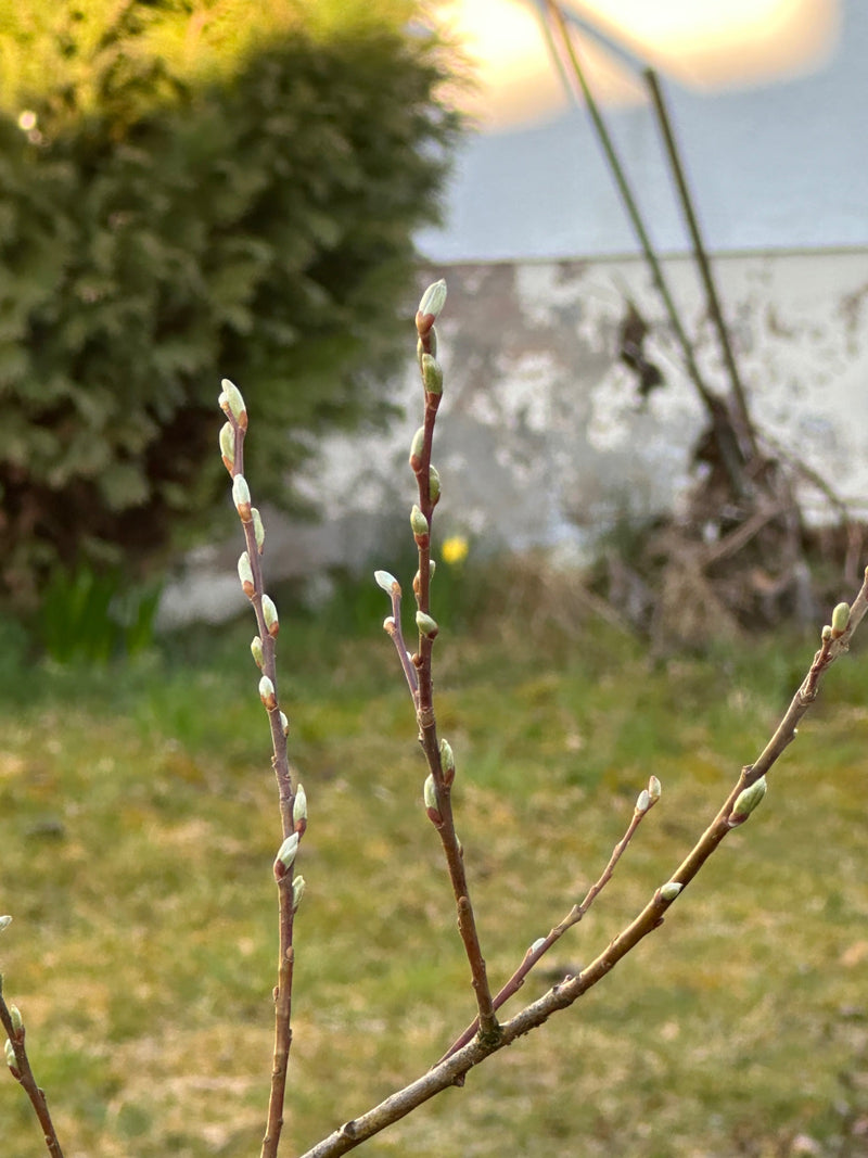 Sal wilg — Bild 1