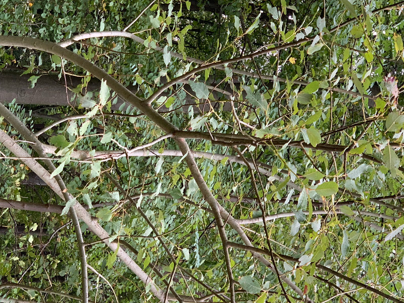 De vertakte takken en groene bladeren van een boswilg zijn van onderen te zien. De foto toont het dichte bladerdak in zijn natuurlijke omgeving.