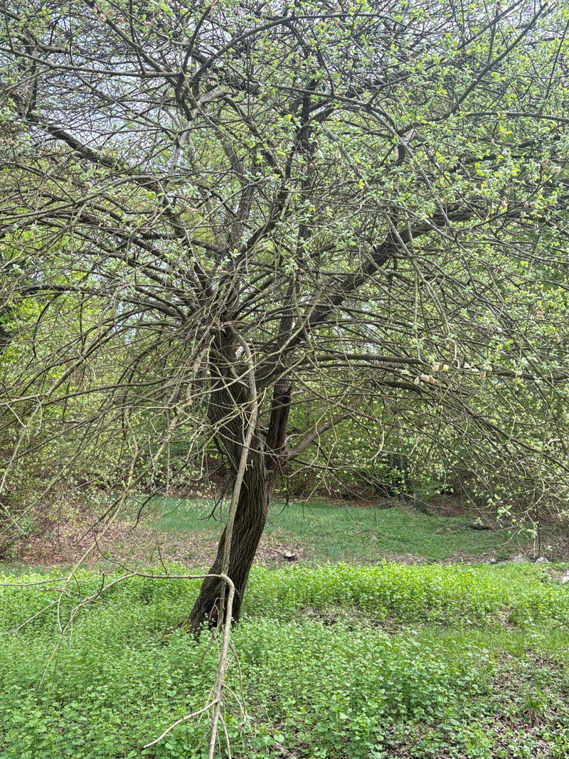 Te zien is een middelgrote boom met een wijd vertakte kroon, staande in een bosrijke omgeving. De takken dragen jonge groene bladeren en knoppen.
