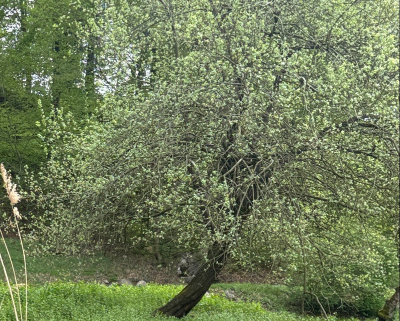 De afbeelding toont een boswilg met dicht, frisgroen bladerdak. De boom staat in een natuurlijke omgeving met een groene ondergrond.