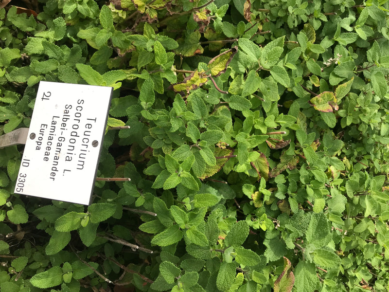 Salbei-Gamander — foto 1 van 1