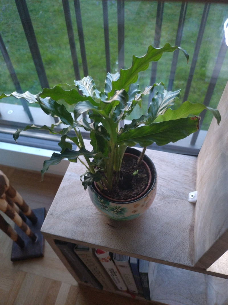 Fluwelen mand marante — Bild 1