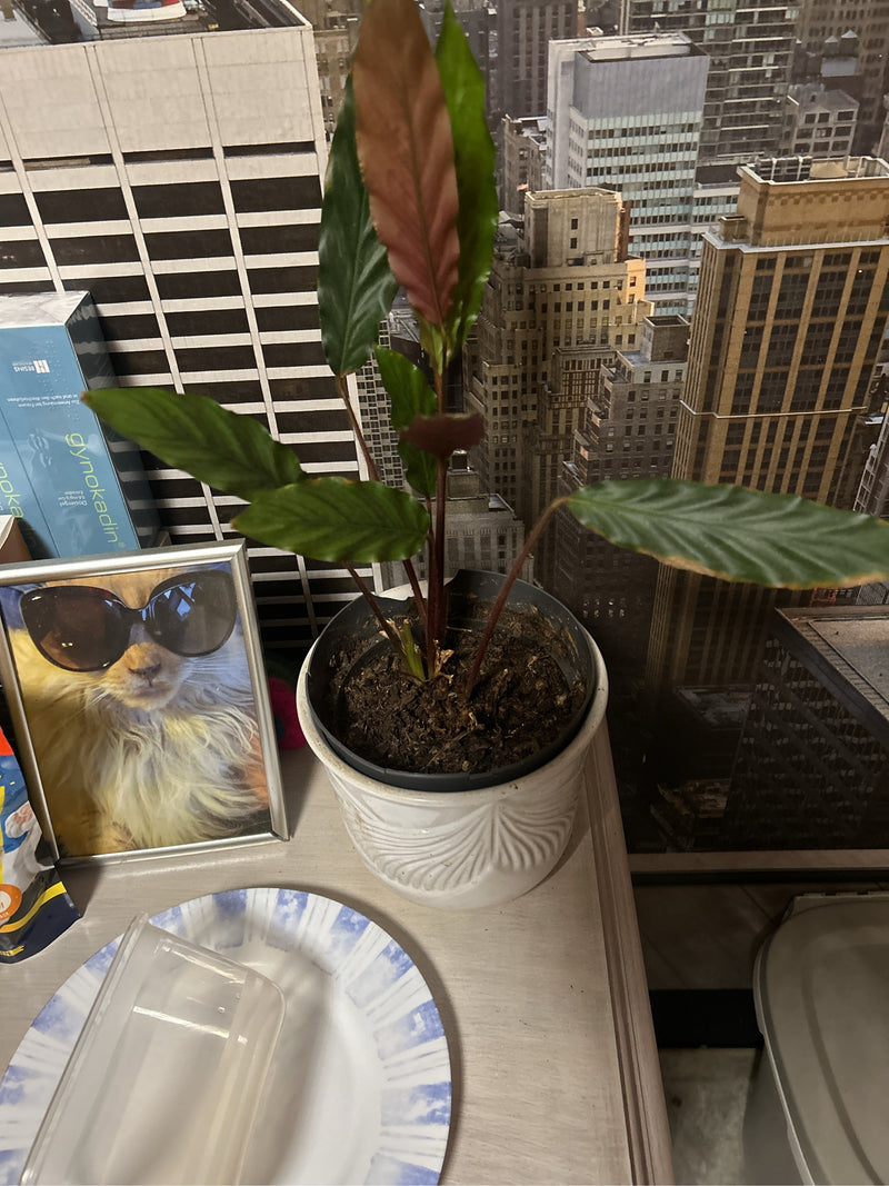 Een Goeppertia rufibarba is te zien in een witte bloempot op een tafel binnenshuis. De plant toont zijn typische langwerpige groene bladeren met een roodacht...