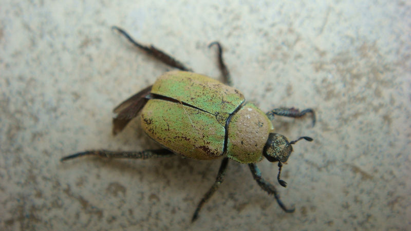 Een bladsprietkever (Hoplia philanthus) met groenige schubben rust op een lichte, gestructureerde ondergrond.