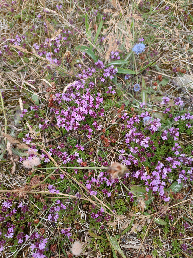 De foto toont bloeiende serpeling met kleine paarse bloemen op een droge ondergrond. De plant groeit laag bij de grond tussen droog gras.