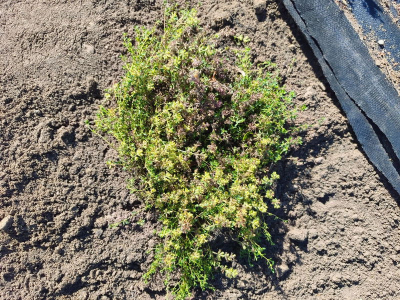 Een wilde tijm plant is van boven te zien, groeiend op zandgrond. Naast de plant ligt een donkere strook.