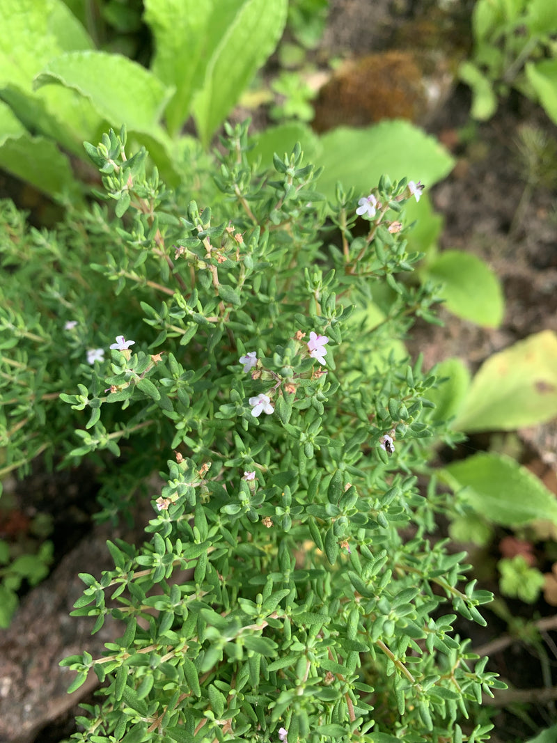 Quendel — Bild 4