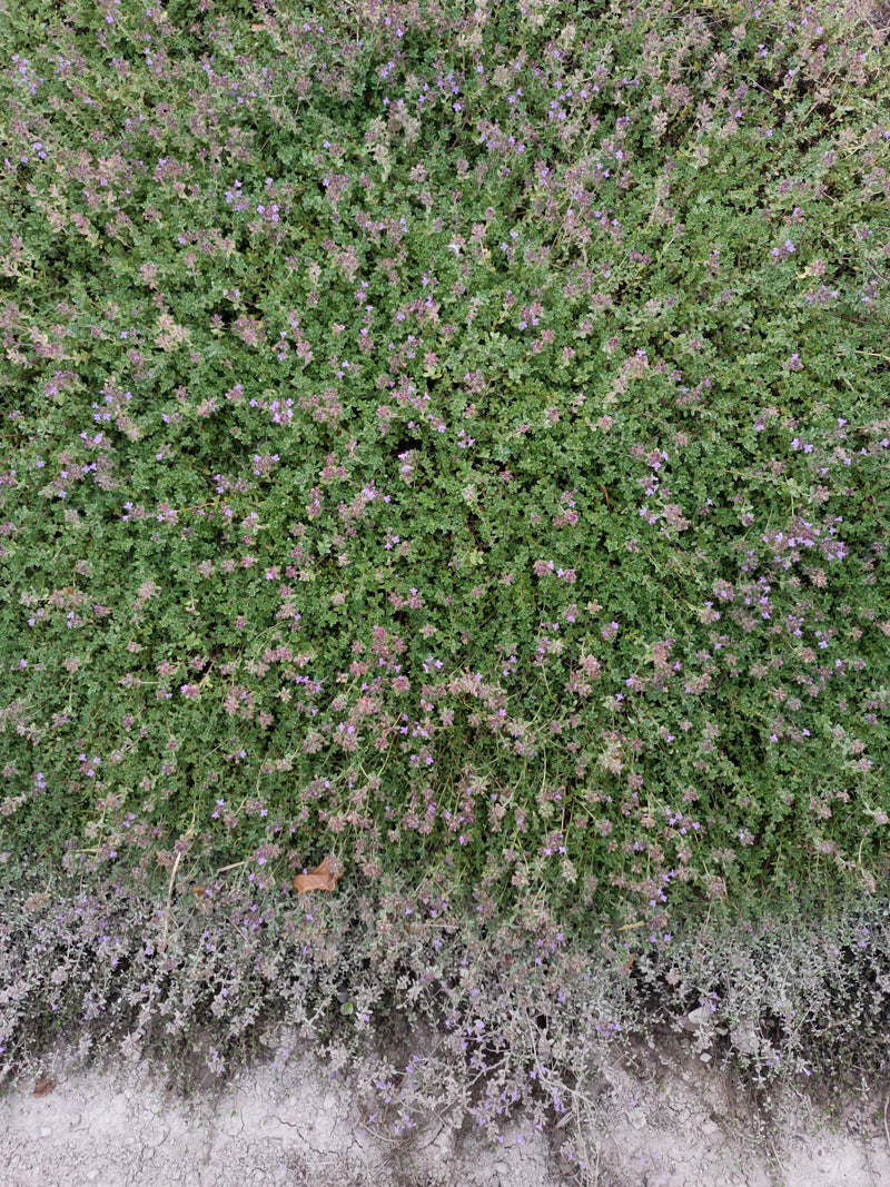 De afbeelding toont een dicht tapijt van serpeling met vele kleine paarse bloemen. De plant groeit laag bij de grond.