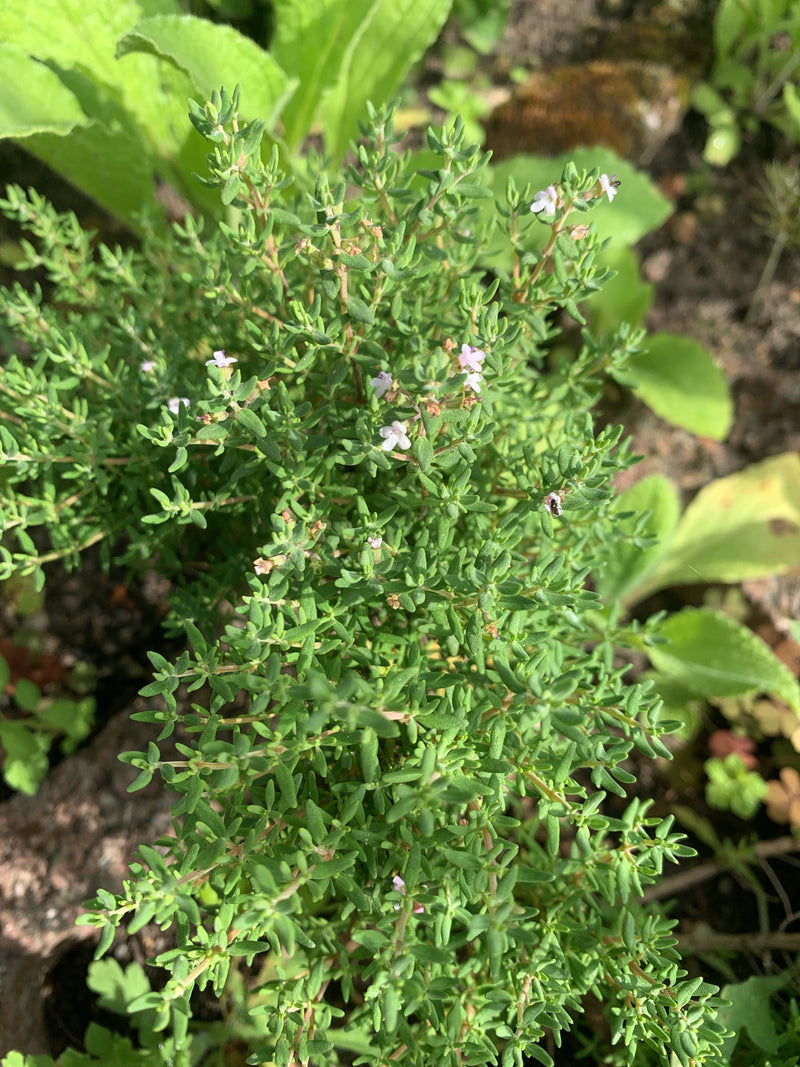Quendel — Bild 2