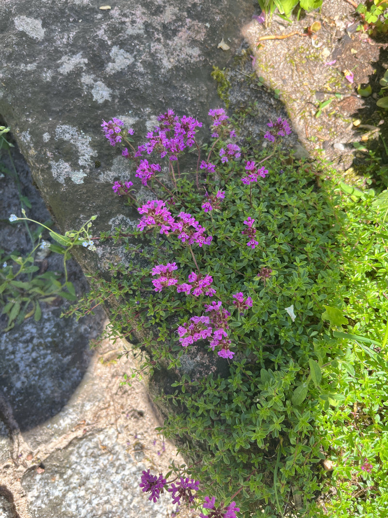 Quendel — Bild 3