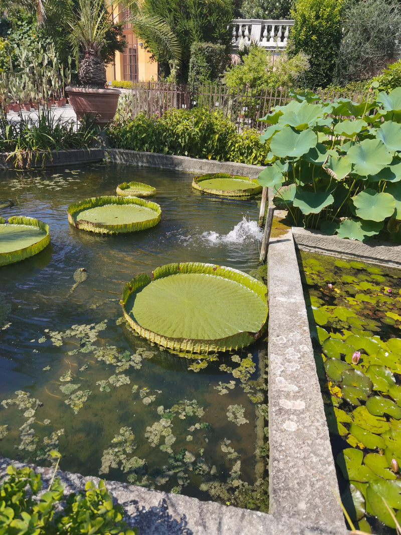 De gigantische waterlelie van Santa Cruz — Bild 1