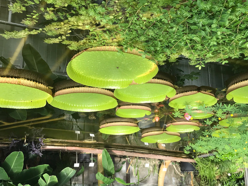 De gigantische waterlelie van Santa Cruz — foto 4 van 5