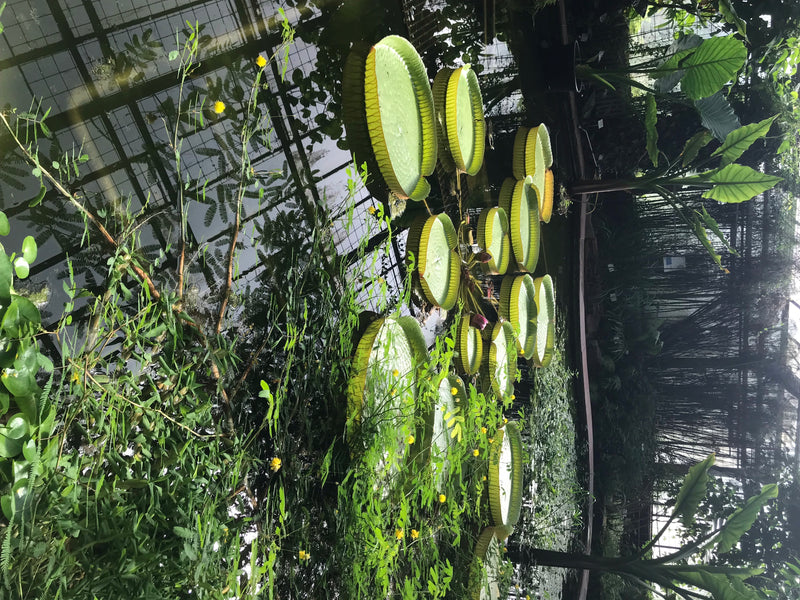 De gigantische waterlelie van Santa Cruz — foto 1 van 5