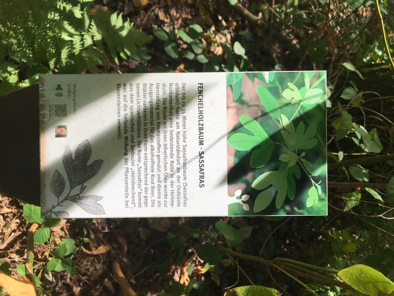Sassafrasbaum — foto 3 van 3