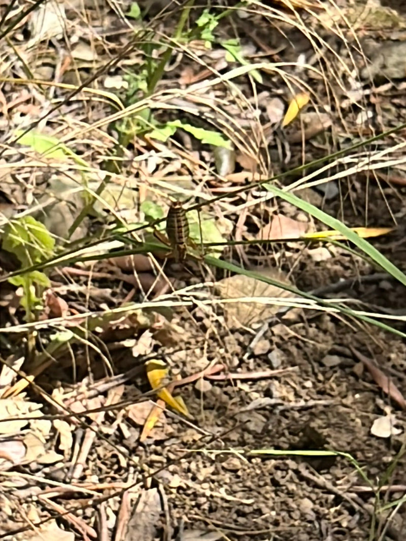 Sattelschrecke — Bild 1