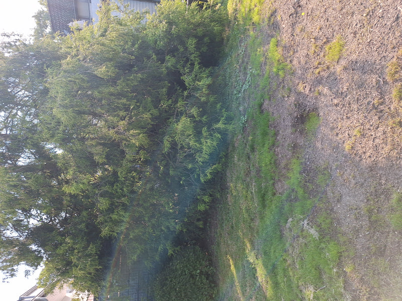 Sawara-cipres — Bild 1