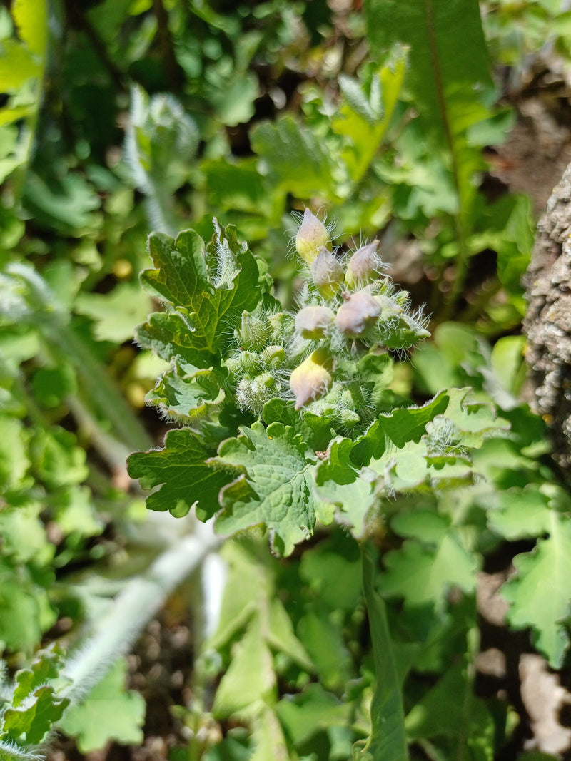Stinkende gouwe — Bild 1
